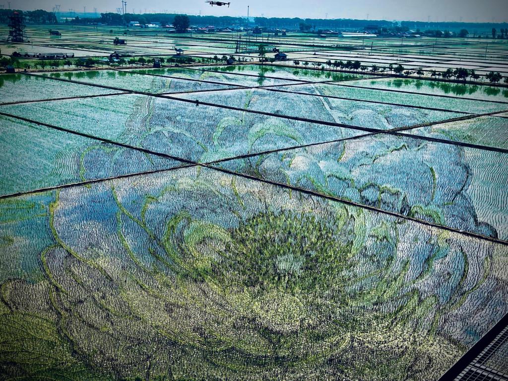 國色山河主題稻田畫。人民網(wǎng)記者 任妍攝