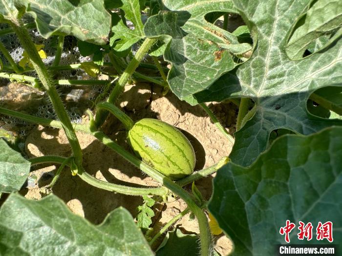 14日，記者在合作社的百畝西瓜地里，看著一個個如雞蛋般大小的西瓜，正“享受”著太陽的炙烤。　劉小紅 攝
