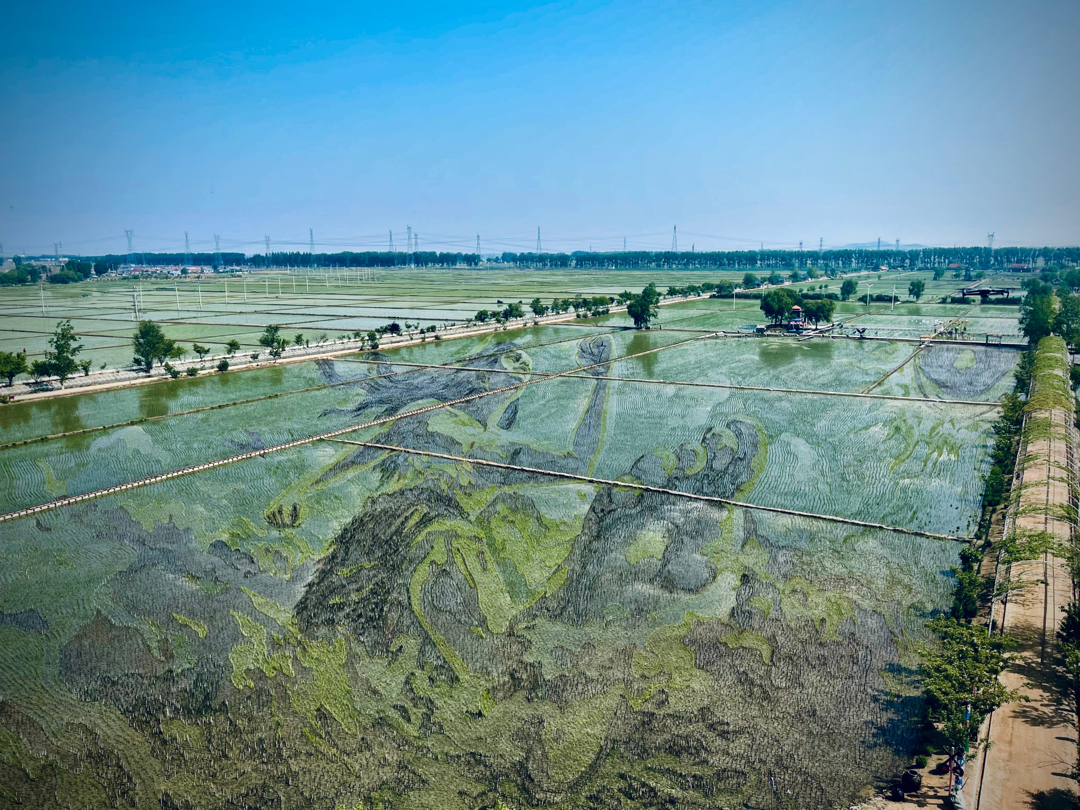 “歷史典故-夸父逐日”稻田畫。人民網(wǎng)記者 任妍攝