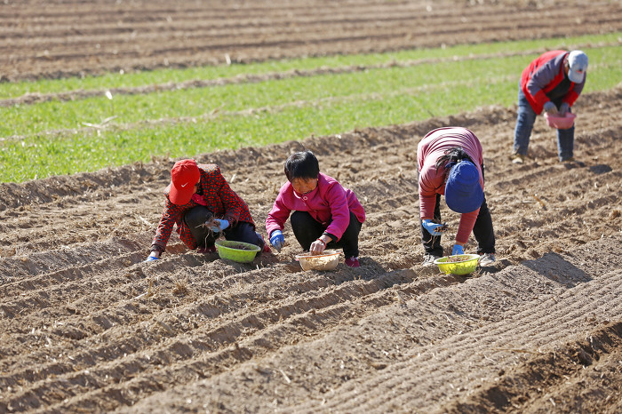 襄汾:春分至 農(nóng)事忙-45460.jpg 襄汾:春分至 農(nóng)事忙-45460.jpg