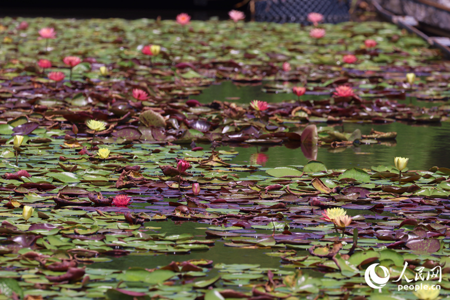 藏在繁花深處的3朵雙色睡蓮。人民網(wǎng)記者 陳博攝