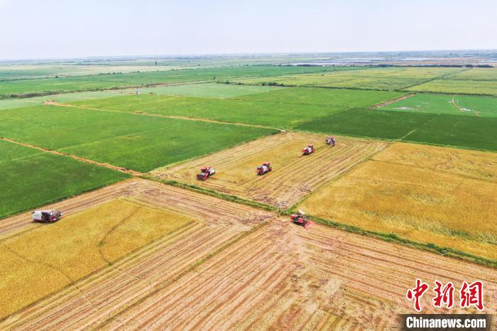 圖為在南昌縣大田農(nóng)社，收割機(jī)正在收割早稻?！⒘?攝