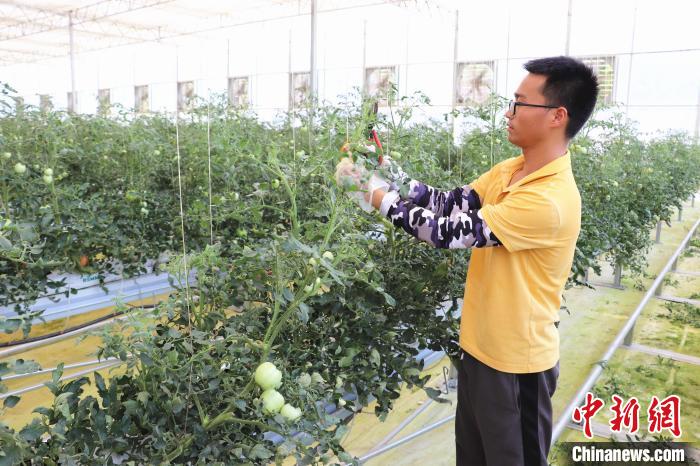 圖為在紅谷灘區(qū)元宇宙·VR數(shù)字農(nóng)業(yè)示范基地七彩番茄培育車間內(nèi)，農(nóng)業(yè)技術(shù)員正在對(duì)番茄植株進(jìn)行修剪。　熊錦陽(yáng) 攝