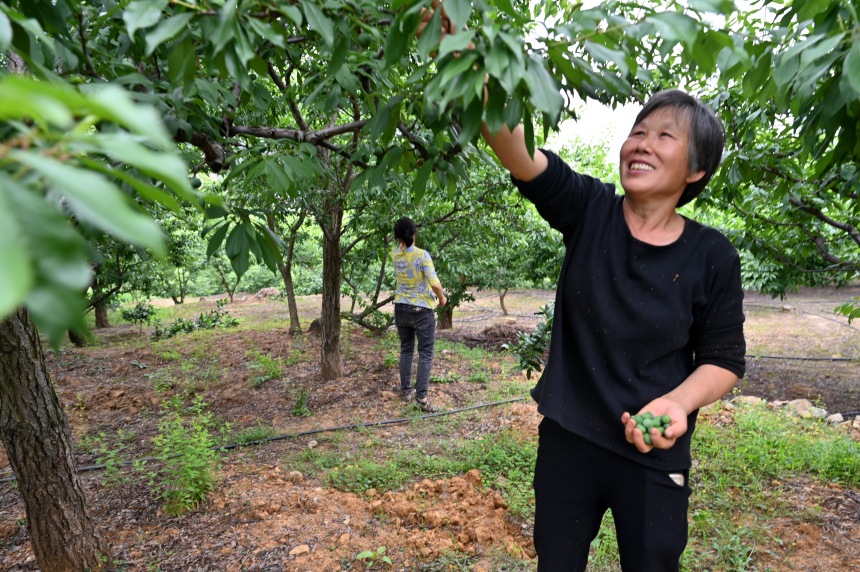 村民們搶抓農(nóng)時(shí)，忙著為脆李樹疏果。鄒樂攝