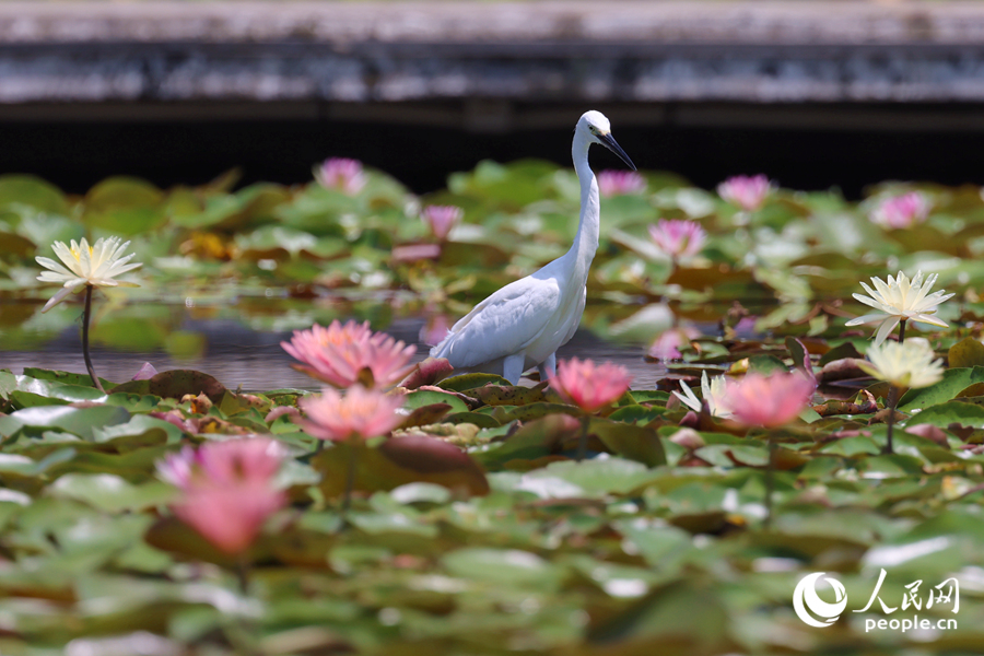 白鷺在睡蓮盛開的池塘中流連。人民網(wǎng)記者 陳博攝