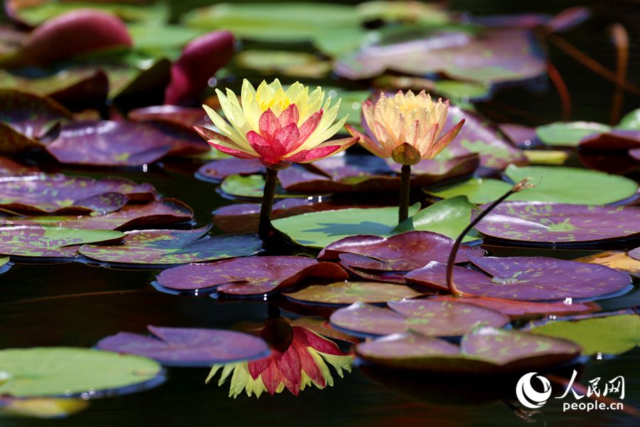 雙色睡蓮與翠綠的蓮葉、清澈的池水相映成畫。人民網(wǎng)記者 陳博攝