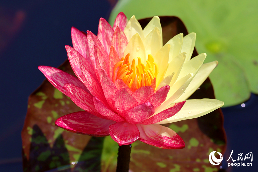 廈門海灣公園中，雙色睡蓮嬌艷欲滴。人民網(wǎng)記者 陳博攝