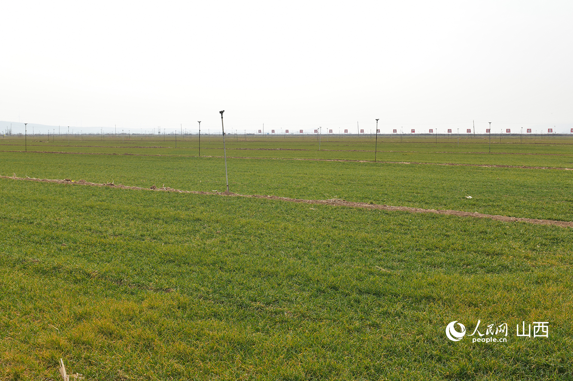 山西省運(yùn)城市芮城縣返青的冬小麥。人民網(wǎng)記者 焦搏文攝