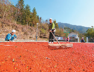 貴州省黔東南苗族侗族自治州榕江縣依托豐富的森林資源，大力發(fā)展林下草珊瑚中藥材種植等林下經(jīng)濟，實現(xiàn)農(nóng)民增收、林業(yè)增效。圖為榕江縣興華水族鄉(xiāng)星月村草珊瑚種植基地內(nèi)，村民在采收、晾曬草珊瑚果。 周光勝攝（人民視覺）